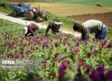 بازنگری طرح‌های مرتعداری با هدف توسعه گیاهان دارویی