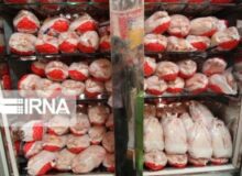 طرح حمایتی خرید گوشت مرغ منجمد از مرغداران البرزی به اجرا درآمد