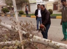 تندباد سبب سقوط چهار درخت و خسارت به ۲ دستگاه خودرو در کرج شد
