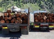 کشف ۶ تن چوب قاچاق در اشتهارد