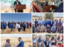 برگزاری جشن گندم در نظرآباد