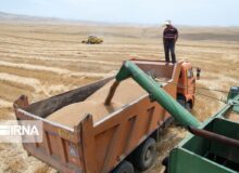 تعاون روستایی البرز ۲ مرکز خرید تضمینی گندم راه اندازی کرد