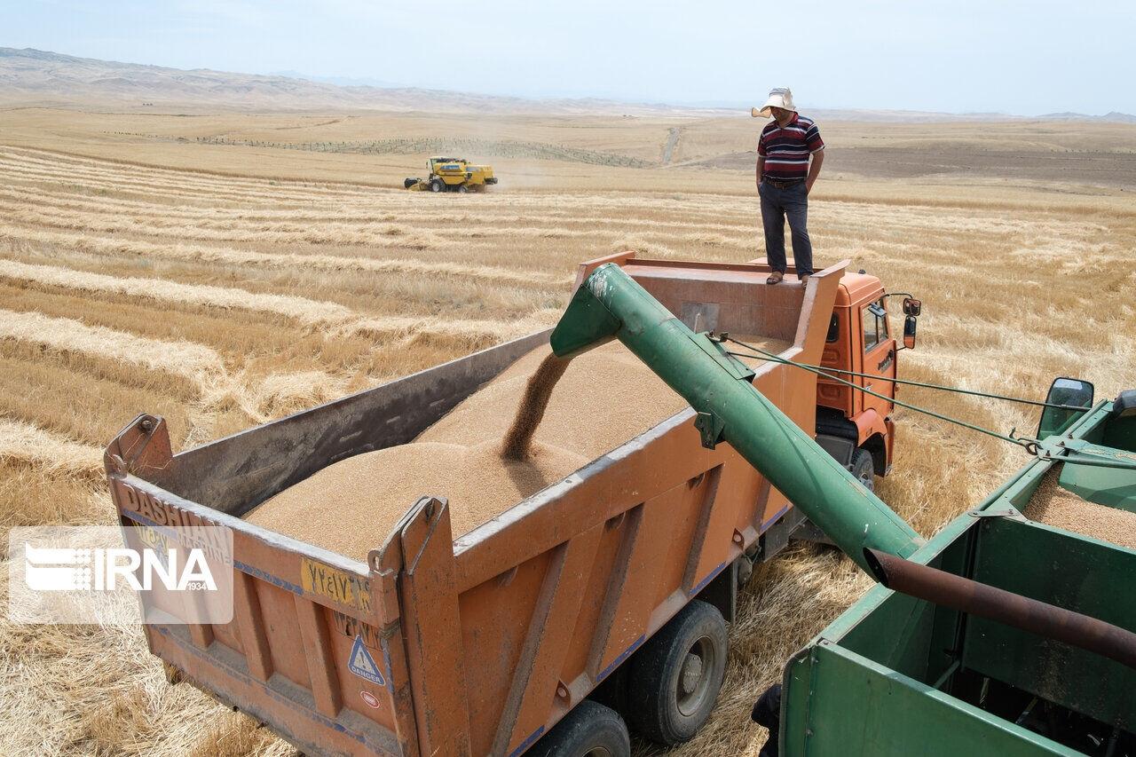 تعاون روستایی البرز ۲ مرکز خرید تضمینی گندم راه اندازی کرد