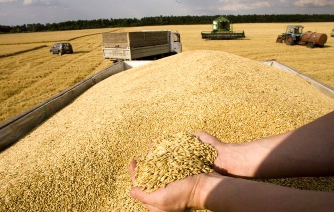 ۶۰ درصد کشت گندم البرز مربوط به شهرستان نظرآباد است