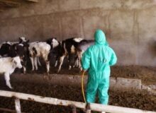 احشام  فردیس استان البرز در مقابل تب کریمه کنگو ایمن  شدند