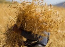 برای نخستین بار قیمت گندم به بهای جهانی رسید