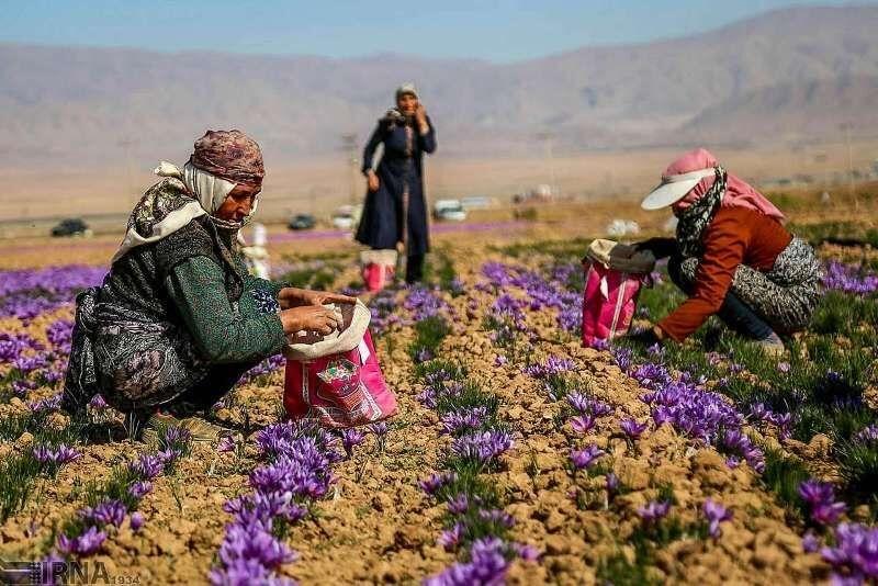 حمایت از تعاونی های روستایی البرز بستر ساز تقویت اشتغال در این مناطق است