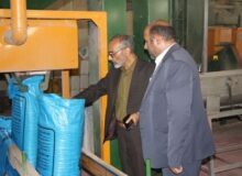 البرز قطب تولید دانش بنیان بذور غلات ، سبزی و صیفی در کشور است