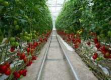 اختصاص ۲۰ میلیارد تومان برای ایجاد شهرک گلخانه‌ای در البرز