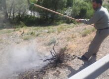 حریق منطقه حفاظت شده البرز جنوبی اطفا شد