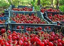 برداشت گیلاس و آلبالو در هفت شهرستان البرز