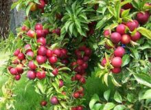 جشنواره آلو در چهارباغ کرج برگزار می‌شود