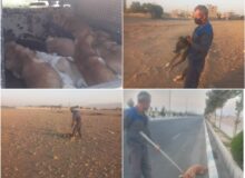 ادامه روند طرح زنده گیری و جمع آوری سگ های بلا صاحب در شهر گلسار