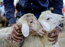 دامداران چشم انتظار حمایت دولت
