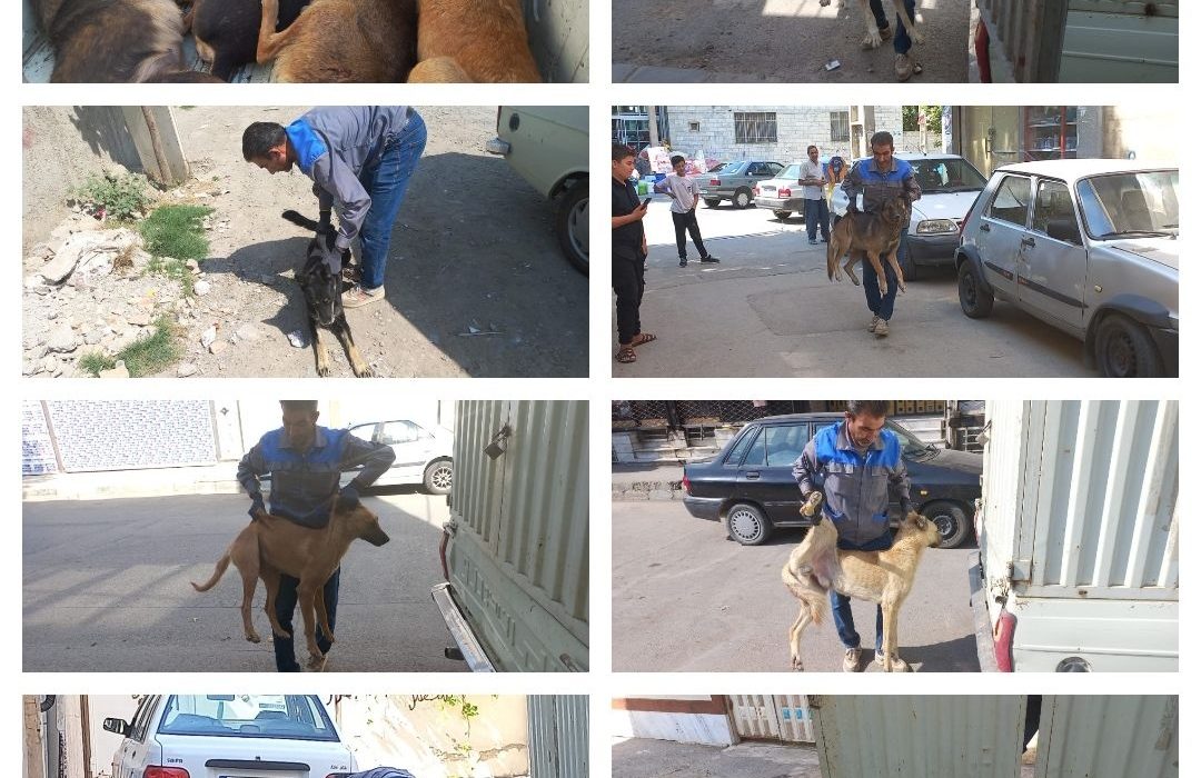 مرحله دوم طرح جمع آوری سگ های بلاصاحب در شهر چهارباغ