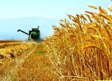 افزایش کشت گندم در البرز، آن هم به شیوه آبی