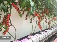 گلخانه هوشمند پارک فاوا راه حلی برای رفع مشکلات هدر رفت آب