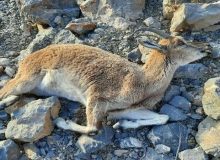 دستگاه های اجرایی  البرز برای مهار طاعون نشخوارکنندگان  اقدام کنند