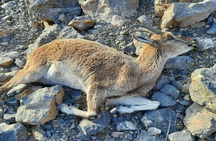 دستگاه های اجرایی  البرز برای مهار طاعون نشخوارکنندگان  اقدام کنند