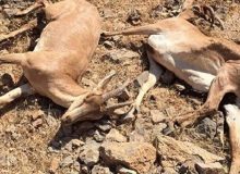 دام های اهلی عامل اصلی شیوع بیماری طاعون نشخوارکنندگان هستند