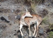 شیوع مجدد بیماری طاعون نشخوارکنندگان کوچک(ppr)  در منطقه شکار ممنوع طالقان