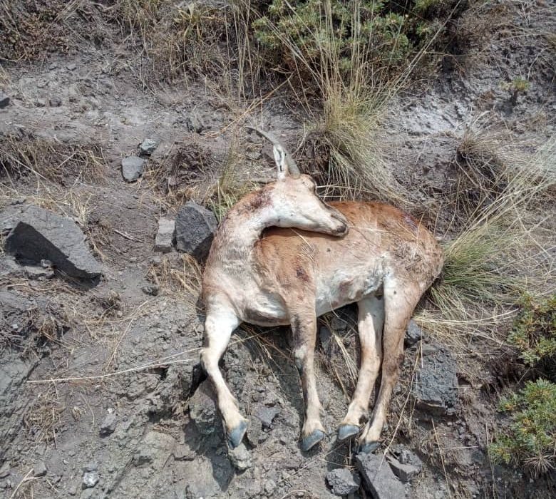 شیوع مجدد بیماری طاعون نشخوارکنندگان کوچک(ppr)  در منطقه شکار ممنوع طالقان