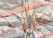 تکذیب شیوع بیماری اکتیما در حیات وحش طالقان