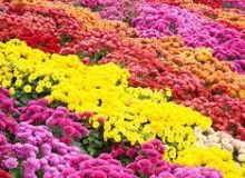 کاشت بیش از دو هزار متر مربع گل داوودی در منطقه ۹ کرج