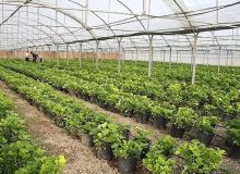 تولید میلیونی نهال در البرز
