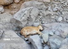 آخرین وضعیت طاعون نشخوارکنندگان در البرز
