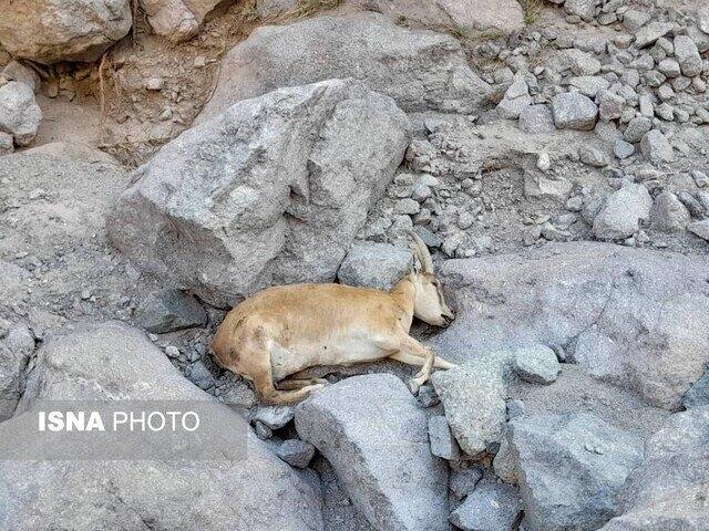 آخرین وضعیت طاعون نشخوارکنندگان در البرز