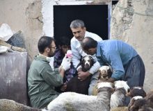 دام های اهلی البرز ناقل بیماری طاعون نشخوارکنندگان کوچک نبودند