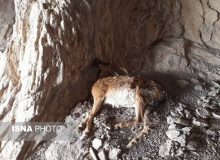 طاعون نشخوارکنندگان معضل جدی استان البرز