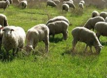 پروتکل مراتعی که حیوانات اهلی و وحشی مشترک هستند تغییر کند