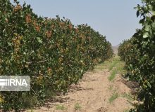 کویر اشتهارد پتانسیلی کم نظیر برای کشت پسته است