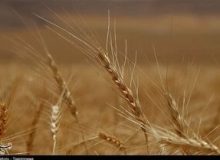 قیمت خرید گندم از کشاورزان در ۵ سال ۱۰ برابر شد