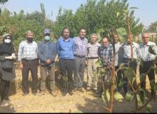 برگزاری کارگاه آموزشی مگس مدیترانه ای و مدیریت تلفیقی آن در باغات در شهرستان فردیس