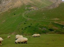کنترل بیماری p.p.r با تخلیه مراتع البرز از دام‌ها و احشام غیرمجاز