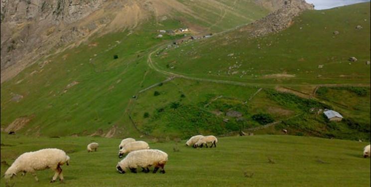 کنترل بیماری p.p.r با تخلیه مراتع البرز از دام‌ها و احشام غیرمجاز