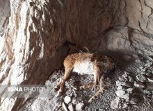 طاعون نشخوارکنندگان در البرز فروکش کرد