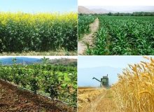 اجرای طرح الگوی کشت در استان البرز به زودی آغاز می شود