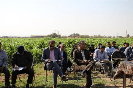 برگزاری روز مزرعه سورگوم در شهرستان نظرآباد