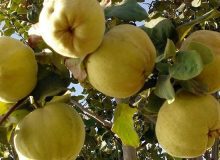 آیا از خواص «میوه زیبایی» خبر دارید؟