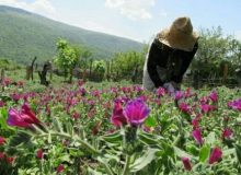 ساماندهی مراتع البرز تنها با مشارکت مردم امکانپذیر است