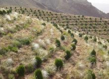 عملیات حفظ و احیای ۱۰۱ هزار هکتار از مراتع کشور در حال انجام است