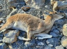 بیماری طاعون نشخوارکنندگان کوچک در البرز روند کنترلی را طی می کند