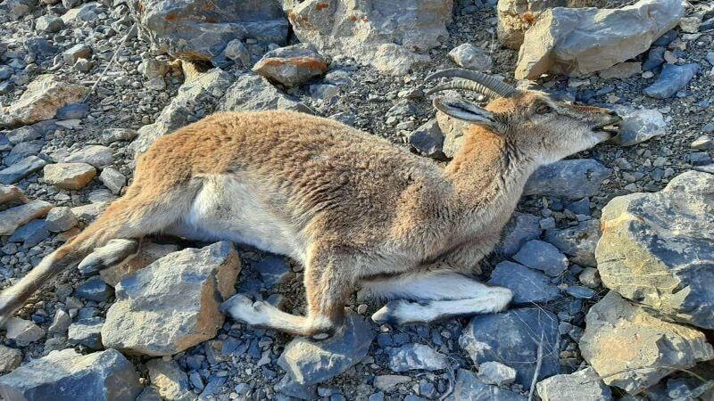 بیماری طاعون نشخوارکنندگان کوچک در البرز روند کنترلی را طی می کند