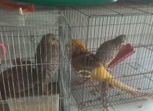 کشف و ضبط ۴ قطعه قرقاول از منزل مسکونی در کرج