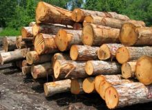 خطر پنهان واردات چوب با پوست