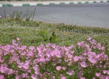 چمن از فضای سبز شهری حذف می‌شود